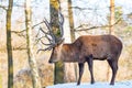 Deer in the forrest in autumn/winter time with brown leafes, snow and blurry background Royalty Free Stock Photo