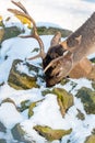 Deer in the forrest in autumn/winter time with brown leafes, snow and blurry background Royalty Free Stock Photo