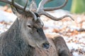 Deer in the forrest in autumn/winter time with brown leafes, snow and blurry background Royalty Free Stock Photo