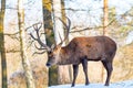 Deer in the forrest in autumn/winter time with brown leafes, snow and blurry background Royalty Free Stock Photo