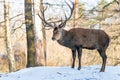 Deer in the forrest in autumn/winter time with brown leafes, snow and blurry background Royalty Free Stock Photo