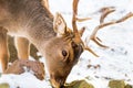 Deer in the forrest in autumn/winter time with brown leafes, snow and blurry background Royalty Free Stock Photo