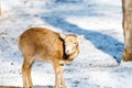 Deer in the forrest in autumn/winter time with brown leafes, snow and blurry background Royalty Free Stock Photo