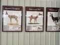 Deer fossils in the Rhino Barn Ashfall Fossil Beds State Historic Park in Royal, NE