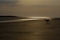 Deer frolicking on beach before sunrise at Seabrook Island