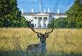 A deer in front of Aras an Uachtarain, in Dublin's Phoenix Park Royalty Free Stock Photo