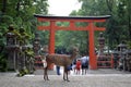 A deer in front of the gate of the shrine in Nara, Japan