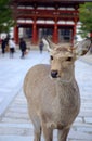 A deer in front of the temple Royalty Free Stock Photo