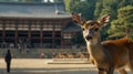 A Deer in Front of a Temple Royalty Free Stock Photo