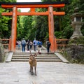 Deer in front of Torii Gate at entrance to Kasuga Taisha Shrine, Nara, Japan. Many lanterns in s row.