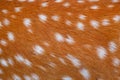 Deer fur brown texture with white patterns , animal mammal nature skin background Royalty Free Stock Photo