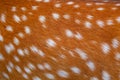 Deer fur brown texture with white patterns , animal mammal nature skin background Royalty Free Stock Photo