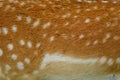 Deer fur brown texture with white patterns , animal mammal nature skin background