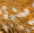 Deer fur deer skin texture background Royalty Free Stock Photo