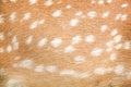 Deer fur patterns  texture for nature animal body horizontal background Royalty Free Stock Photo