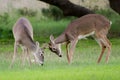 Young Whitetailed Deer Games Royalty Free Stock Photo