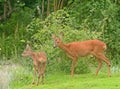 Deer in the garden. Royalty Free Stock Photo