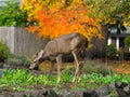 Deer In The Garden Royalty Free Stock Photo