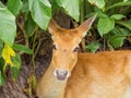 Deer in the garden looking at close-up camera.