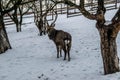 Deer in the garden in the snow in winter