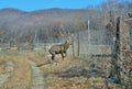 Deer on garden