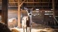 Sunrise Portrait Of Deer In Barn With Soft Lighting