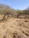 Deer in gir national park