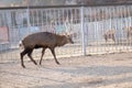 Deer goes right moving on the ground Royalty Free Stock Photo