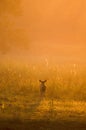 Deer in golden light of evening