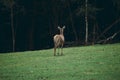 deer graze on a meadow in the middle of the forest Royalty Free Stock Photo