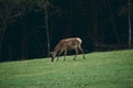 deer graze on a meadow in the middle of the forest Royalty Free Stock Photo