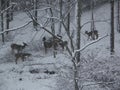 Deer Graze in the Snow Royalty Free Stock Photo