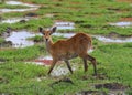 Deer graze on swampy areas of savannah Royalty Free Stock Photo