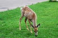 Deer grazing