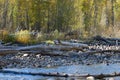 Deer Grazing Along Creek