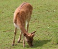 Deer grazing alpine meadow grass Royalty Free Stock Photo