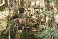 Deer grazing deep in forest bush. Royalty Free Stock Photo