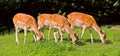 Deer grazing on field