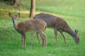 Deer grazing on grass in evening light Royalty Free Stock Photo