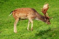 Deer Grazing on the Grass