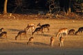 Deer grazing on the grassland on evening light Royalty Free Stock Photo