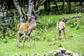 Deer and deer grazing on green grass in a forest