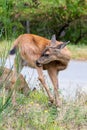deer grazing on a green strip between roads Royalty Free Stock Photo