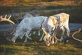 Reindeer grazing on a meadow in Lapland Royalty Free Stock Photo