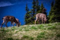 Deer grazing on meadow with mountain landscape at Hurricane Ridge Royalty Free Stock Photo