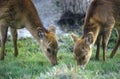 Deer grazing in morning, Assateague National Wildlife Refuge, MD