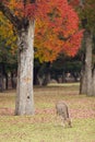 Deer grazing in Nara park