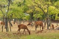 Sika deer roaming freely and grazing in the opened woods of Nara Deer Park.