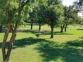 Deer grazing in the park