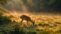 Deer grazing in a sunlit forest meadow